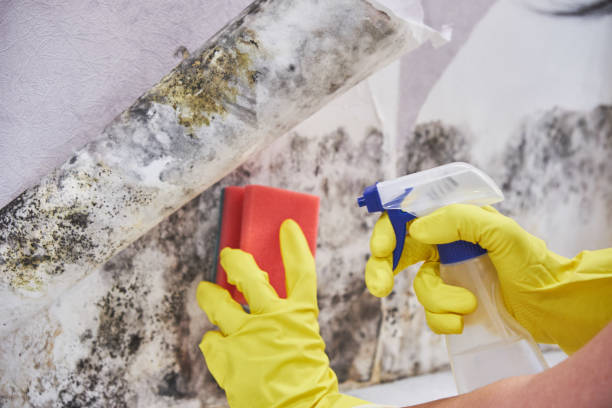 Best Water Damage & Mold Remediation  in Hanscom Af, MA